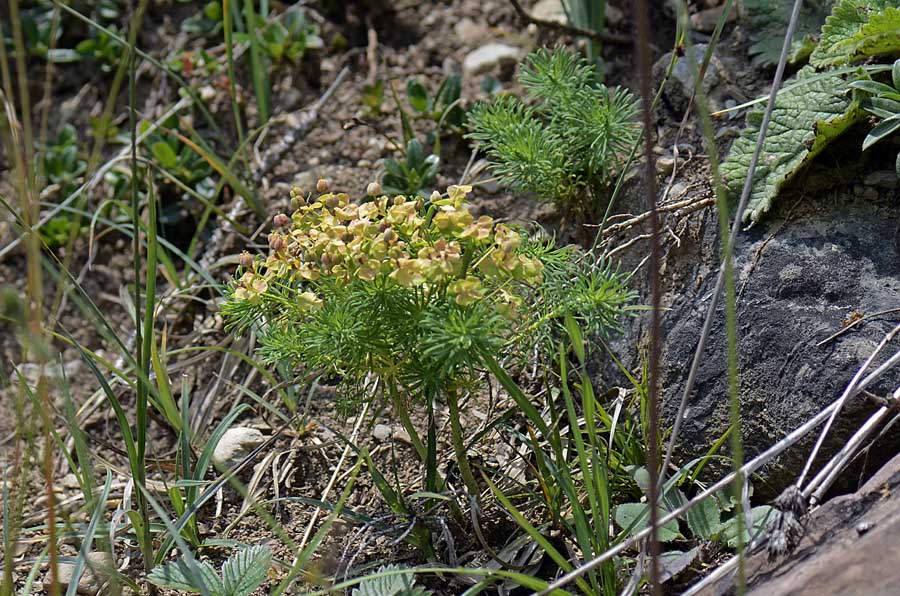 Euphorbia cyparissias L.